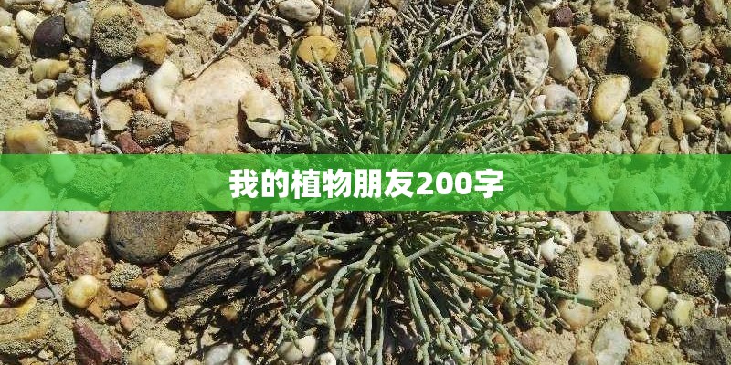 我的植物朋友200字