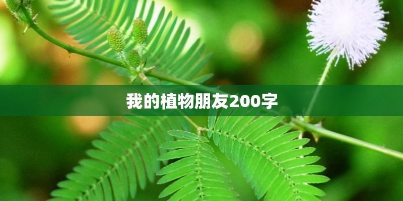 我的植物朋友200字