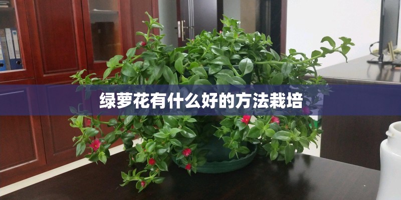 绿萝花有什么好的方法栽培