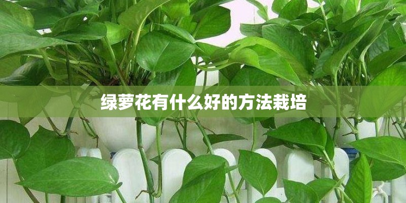 绿萝花有什么好的方法栽培