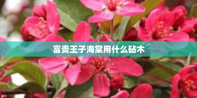 富贵王子海棠用什么砧木