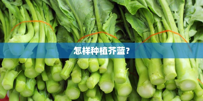 怎样种植芥蓝？