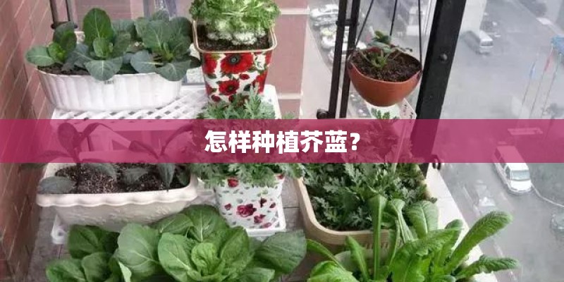 怎样种植芥蓝？
