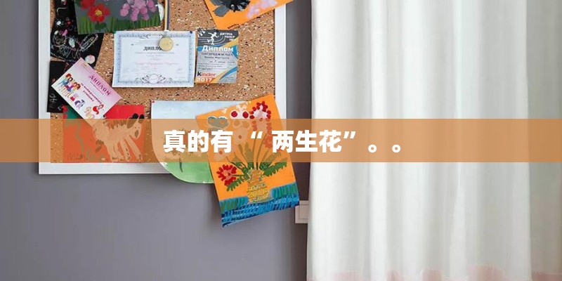 真的有 “ 两生花”。。