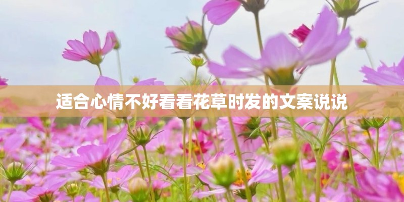 适合心情不好看看花草时发的文案说说