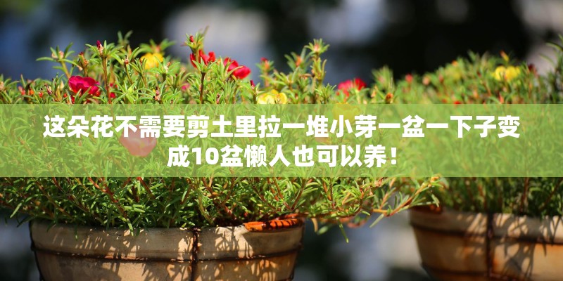 这朵花不需要剪土里拉一堆小芽一盆一下子变成10盆懒人也可以养！