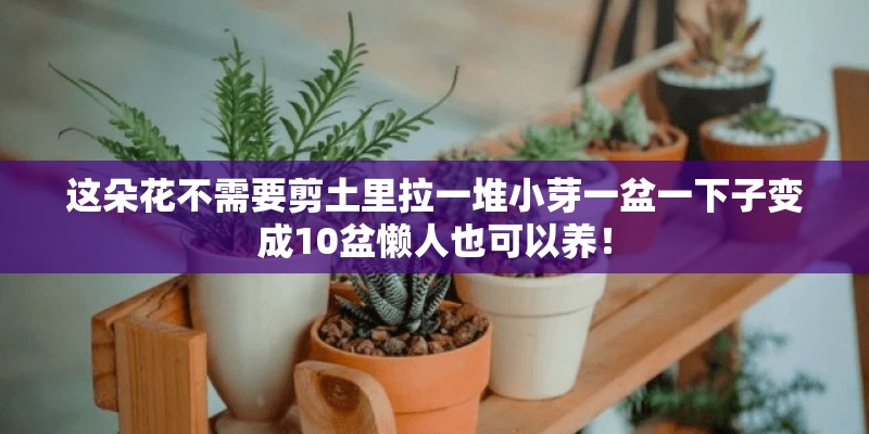 这朵花不需要剪土里拉一堆小芽一盆一下子变成10盆懒人也可以养！