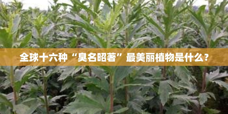 全球十六种“臭名昭著”最美丽植物是什么？