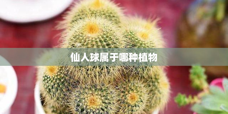 仙人球属于哪种植物
