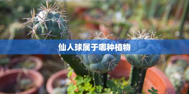 仙人球属于哪种植物