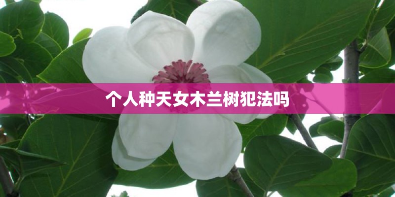 个人种天女木兰树犯法吗