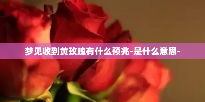 梦见收到黄玫瑰有什么预兆-是什么意思-