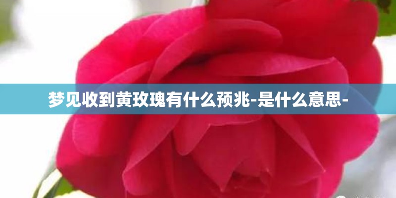 梦见收到黄玫瑰有什么预兆-是什么意思-