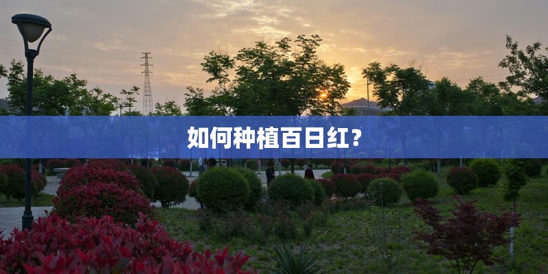 如何种植百日红？