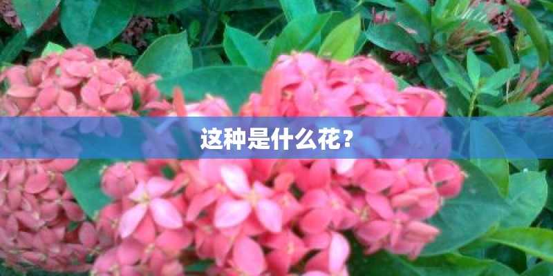 这种是什么花？