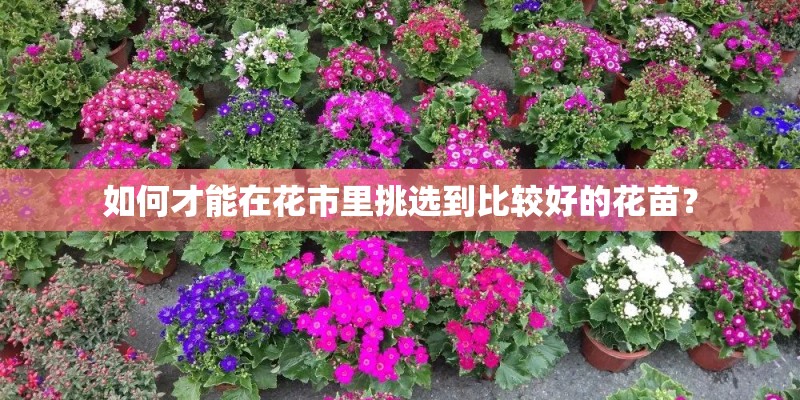 如何才能在花市里挑选到比较好的花苗？
