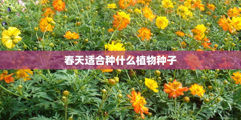 春天适合种什么植物种子