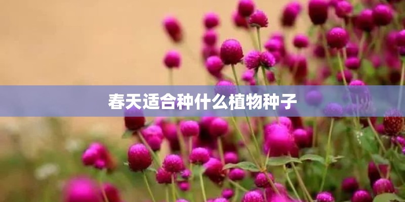 春天适合种什么植物种子