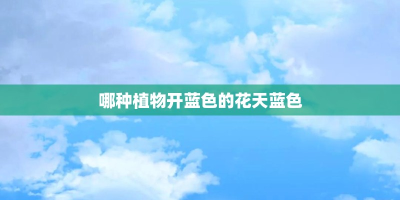 哪种植物开蓝色的花天蓝色