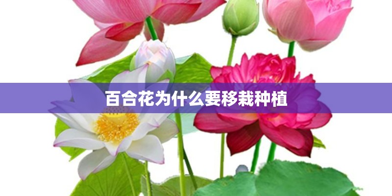 百合花为什么要移栽种植
