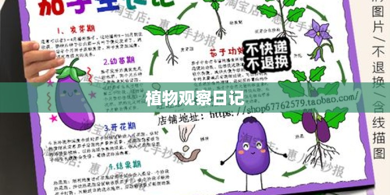 植物观察日记