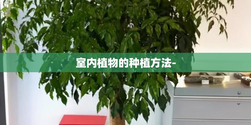 室内植物的种植方法-
