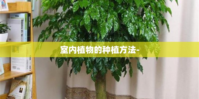 室内植物的种植方法-