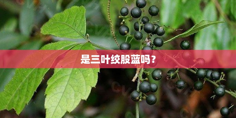 是三叶绞股蓝吗？