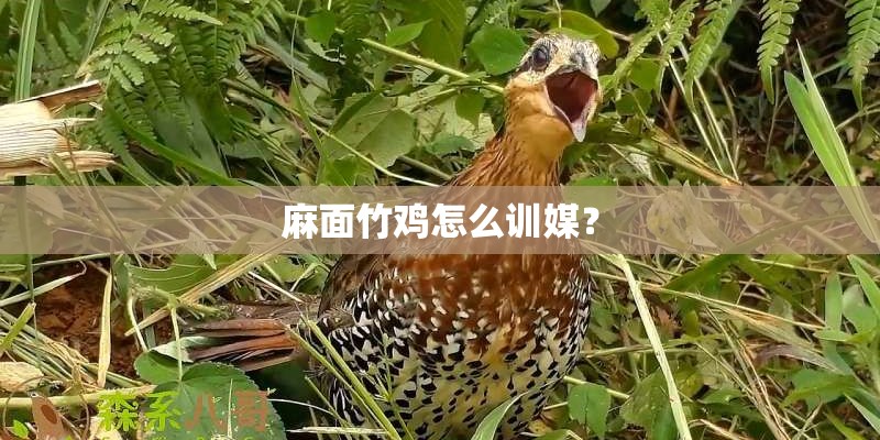 麻面竹鸡怎么训媒？