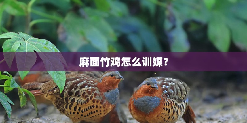 麻面竹鸡怎么训媒？