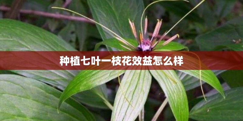 种植七叶一枝花效益怎么样