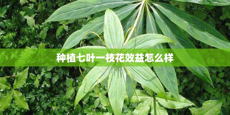 种植七叶一枝花效益怎么样