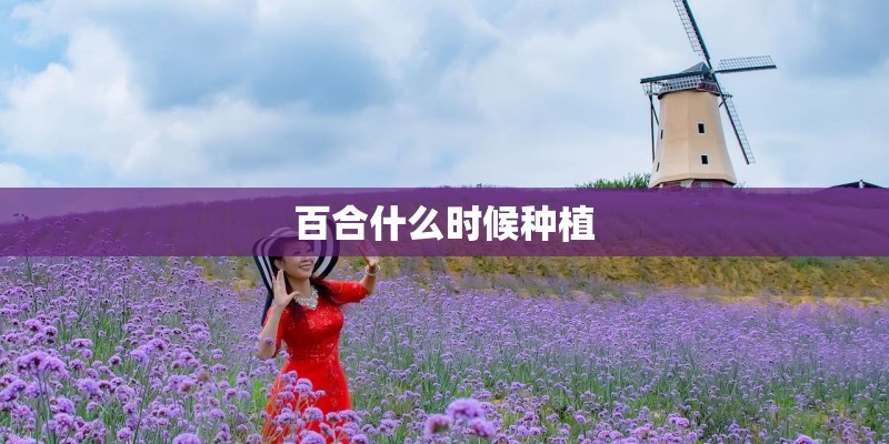 百合什么时候种植