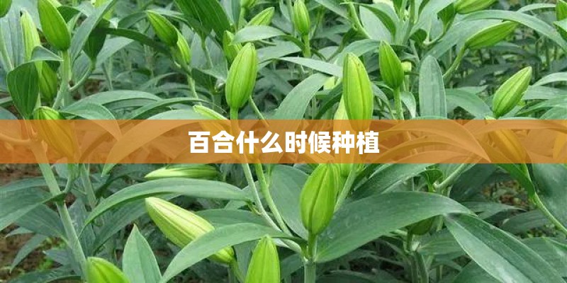 百合什么时候种植