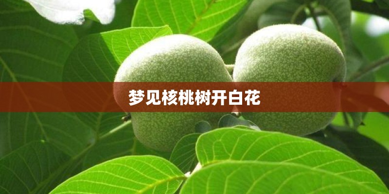 梦见核桃树开白花