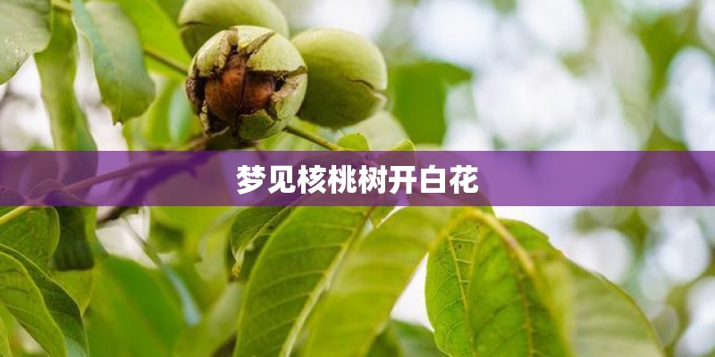 梦见核桃树开白花