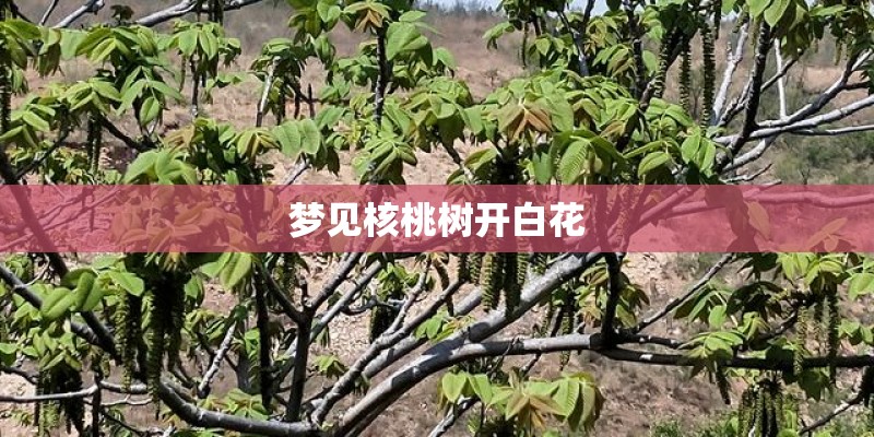 梦见核桃树开白花