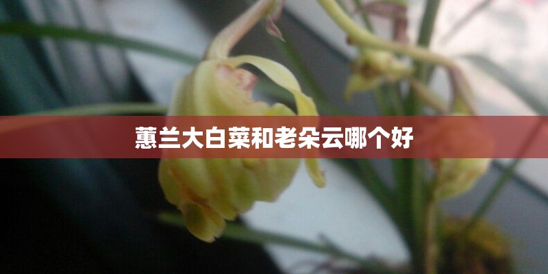 蕙兰大白菜和老朵云哪个好