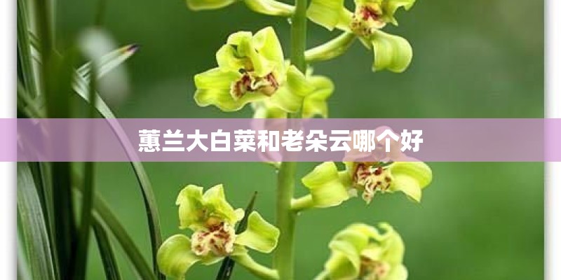 蕙兰大白菜和老朵云哪个好