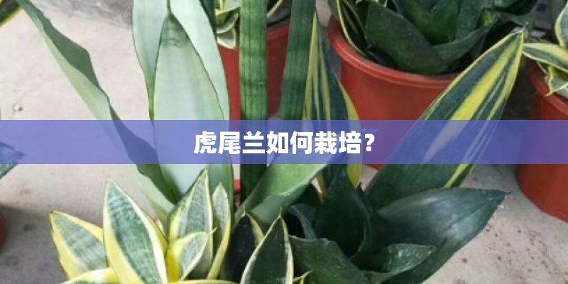 虎尾兰如何栽培？