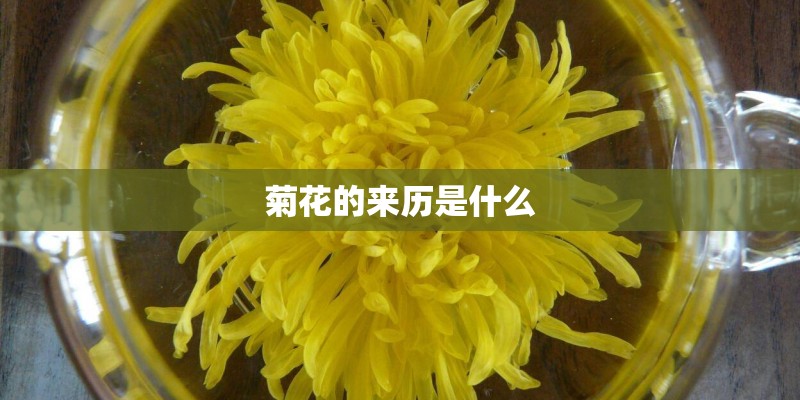 菊花的来历是什么