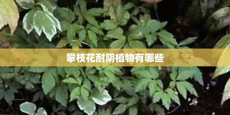 攀枝花耐阴植物有哪些