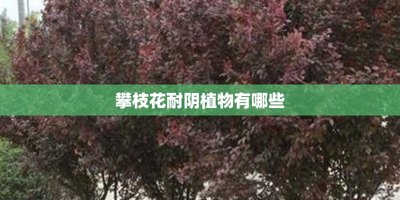 攀枝花耐阴植物有哪些