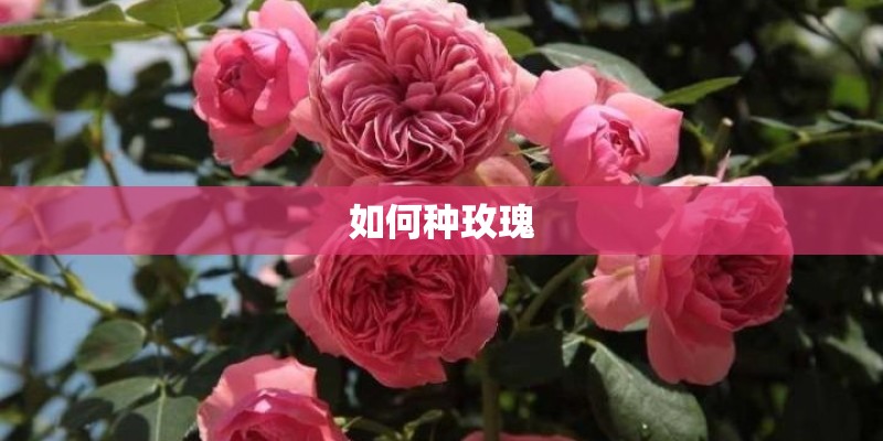 如何种玫瑰