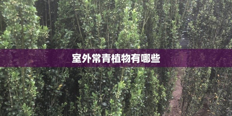 室外常青植物有哪些