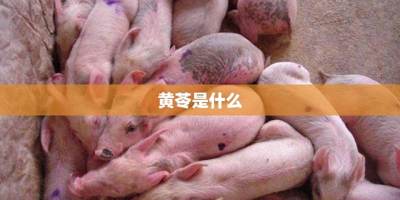 黄苓是什么