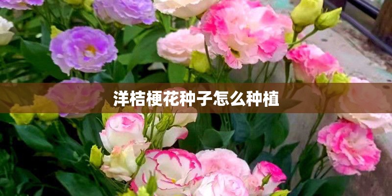 洋桔梗花种子怎么种植