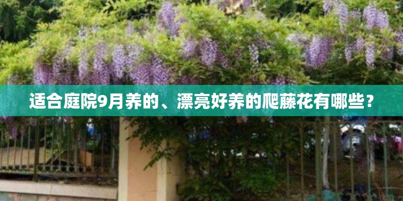 适合庭院9月养的、漂亮好养的爬藤花有哪些？