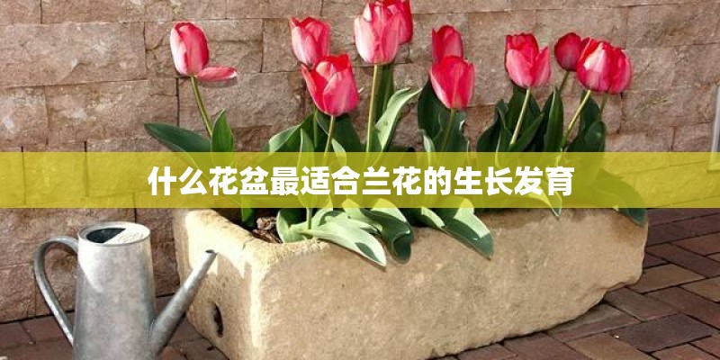 什么花盆最适合兰花的生长发育