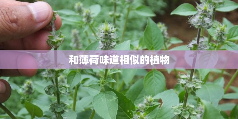 和薄荷味道相似的植物